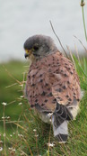 SX08845 Closeup of Kestrel (Falco tinnunculus) on Trevelgue Head - Porth.jpg